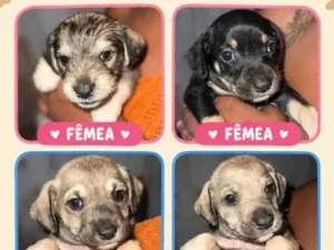 Cachorro raça SRD-ViraLata idade Abaixo de 2 meses nome Sem nomes 