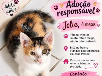 Gato raça SRD-ViraLata idade 2 a 6 meses nome Jolie