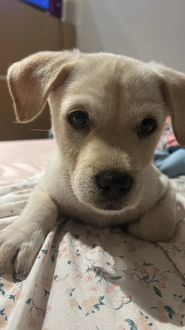 Cachorro raça SRD-ViraLata idade 2 a 6 meses nome Billy