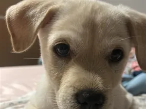 Cachorro raça SRD-ViraLata idade 2 a 6 meses nome Billy