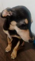 pretinha