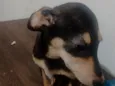 pretinha