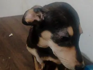 Cachorro raça SRD-ViraLata idade 1 ano nome pretinha