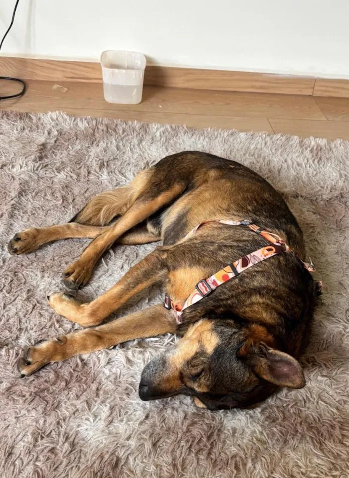 Cachorro raça SRD-ViraLata idade 6 ou mais anos nome Dengo