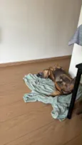 Dengo