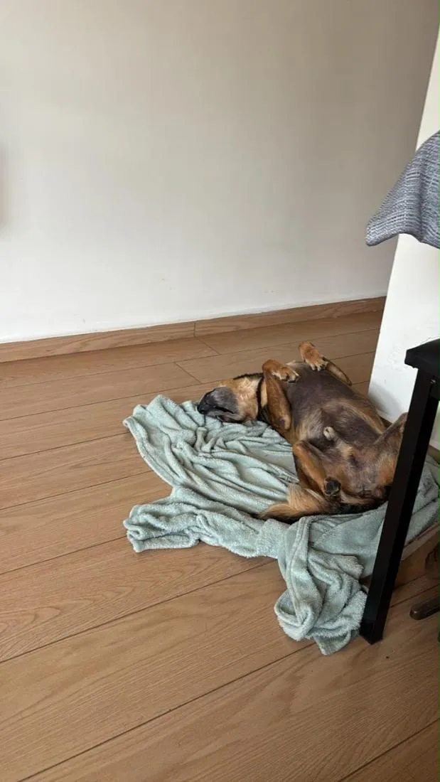 Cachorro raça SRD-ViraLata idade 6 ou mais anos nome Dengo