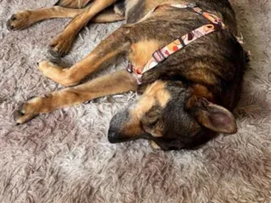 Cachorro raça SRD-ViraLata idade 6 ou mais anos nome Dengo