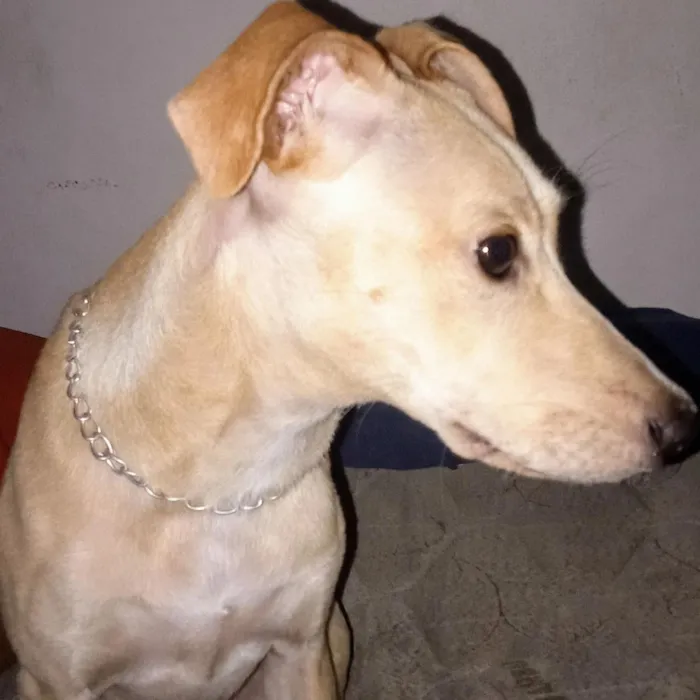 Cachorro raça SRD-ViraLata idade 2 anos nome luna