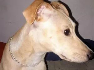 Cachorro raça SRD-ViraLata idade 2 anos nome luna