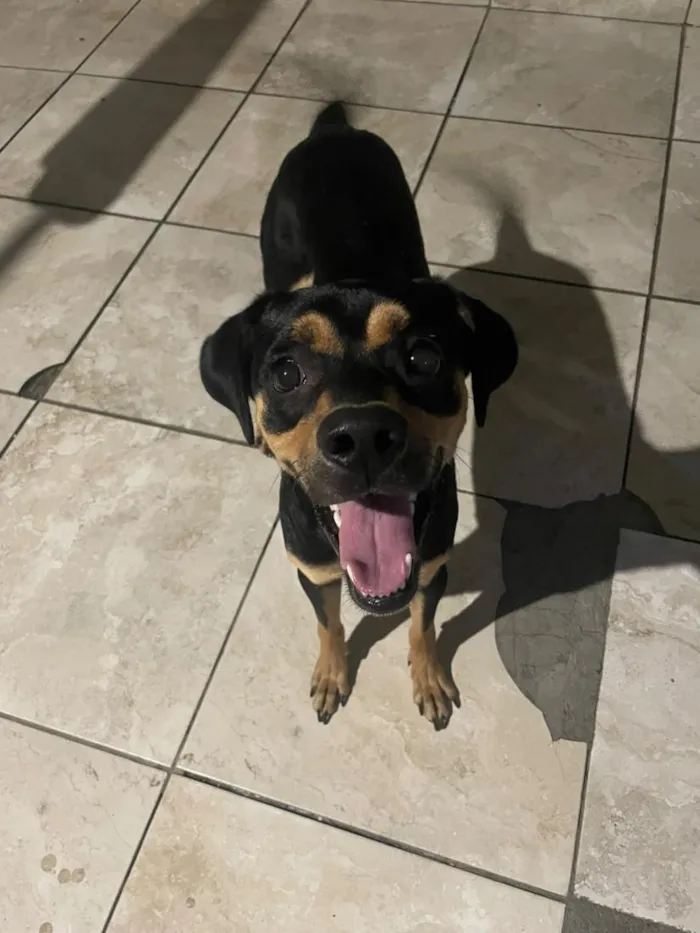 Cachorro raça SRD-ViraLata idade 1 ano nome Scoby
