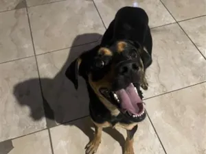 Cachorro raça SRD-ViraLata idade 1 ano nome Scoby
