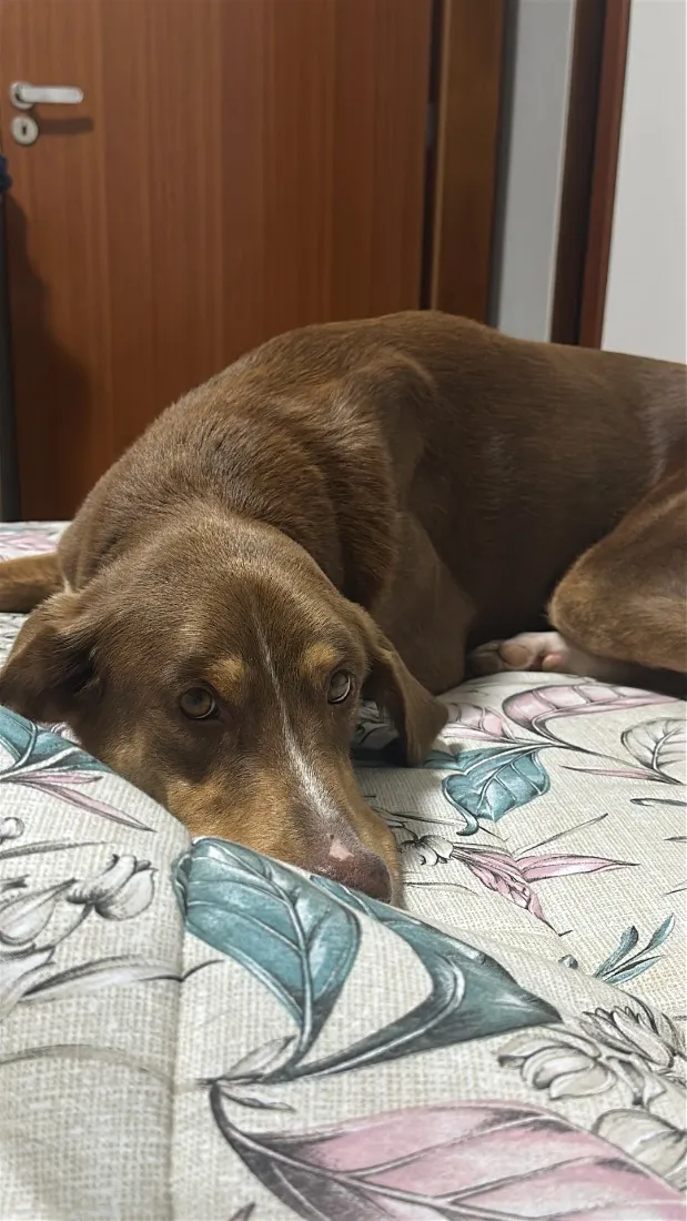 Cachorro raça Dobermann idade 1 ano nome Scooby