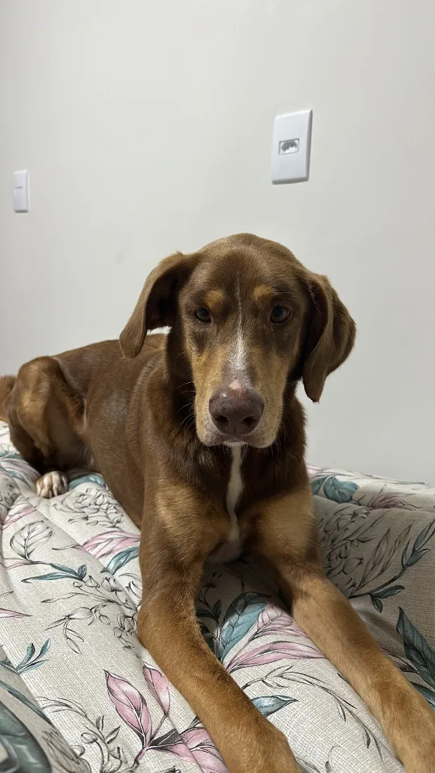 Cachorro raça Dobermann idade 1 ano nome Scooby