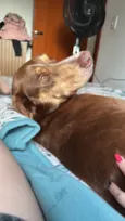 Scooby