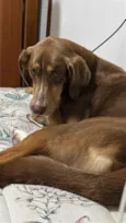 Scooby