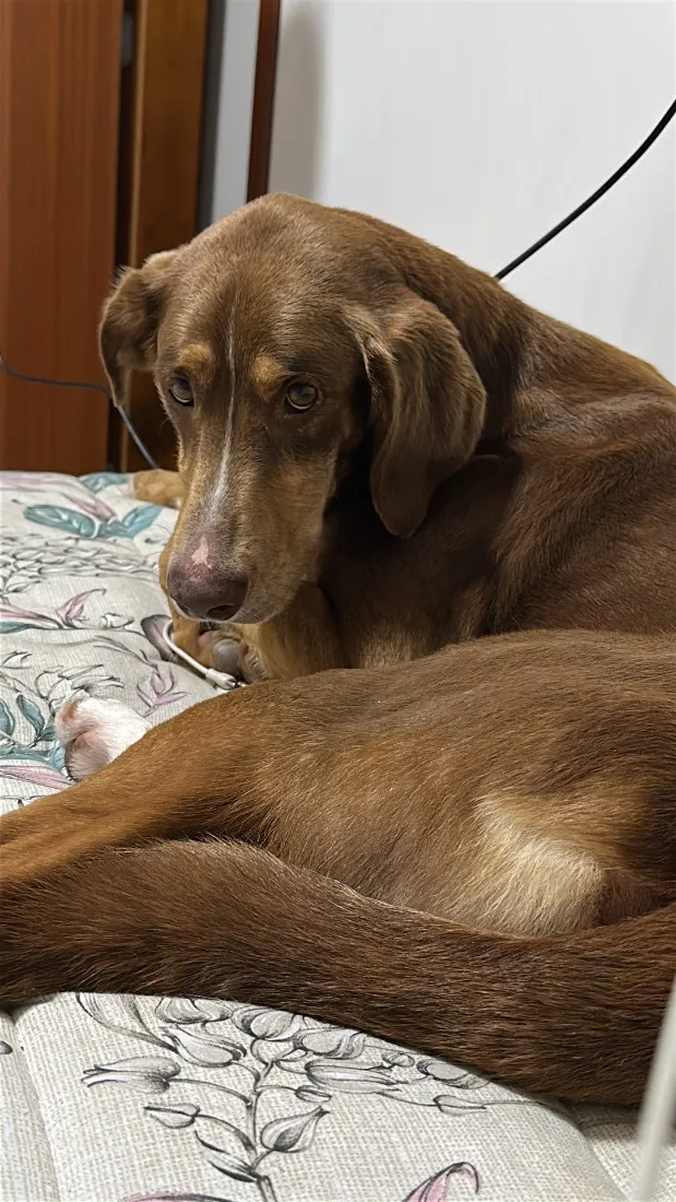 Cachorro raça Dobermann idade 1 ano nome Scooby
