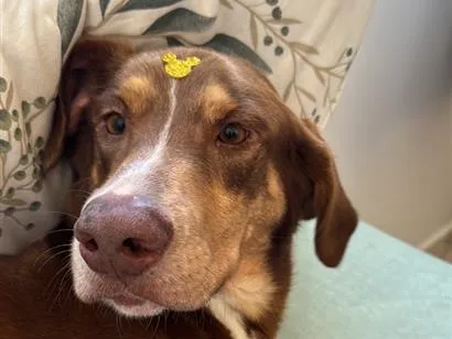 Cachorro raça Dobermann idade 1 ano nome Scooby