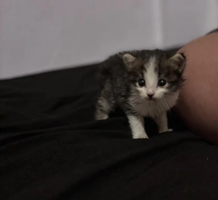 Gato raça SRD-ViraLata idade Abaixo de 2 meses nome Sushi