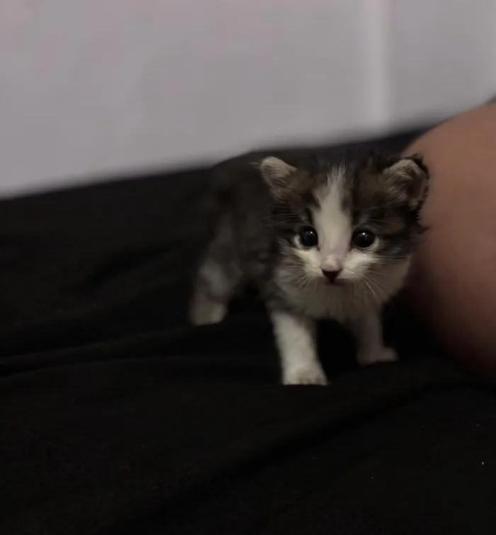 Gato raça SRD-ViraLata idade Abaixo de 2 meses nome Sushi