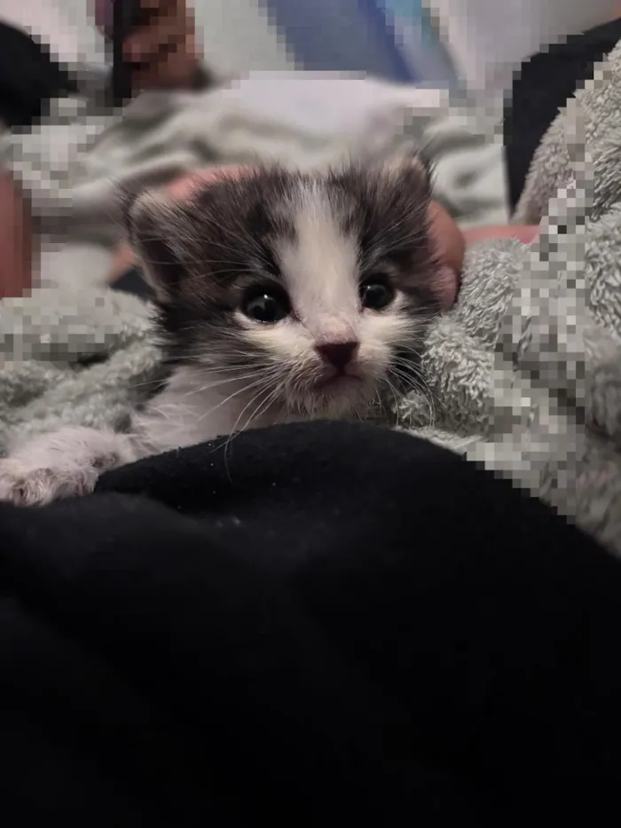 Gato raça SRD-ViraLata idade Abaixo de 2 meses nome Sushi