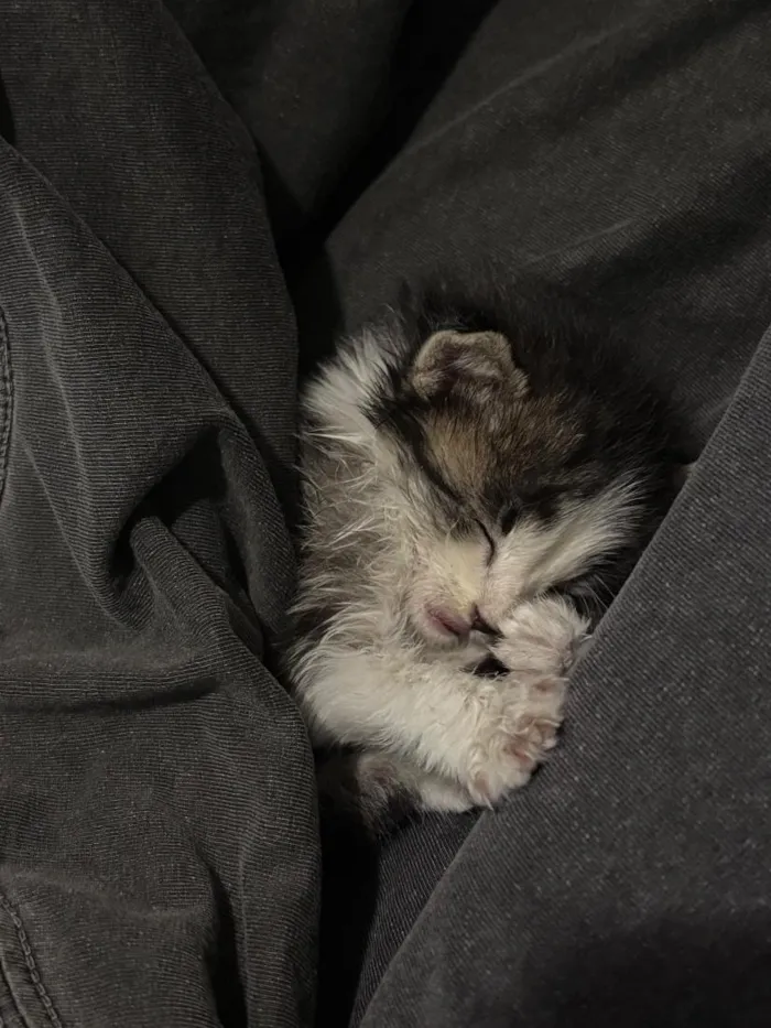 Gato raça SRD-ViraLata idade Abaixo de 2 meses nome Sushi