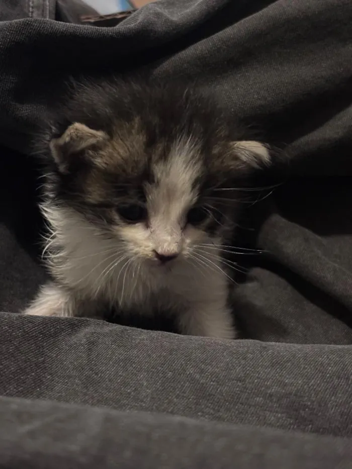 Gato raça SRD-ViraLata idade Abaixo de 2 meses nome Sushi