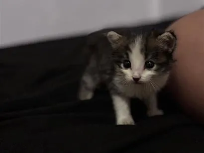 Gato raça SRD-ViraLata idade Abaixo de 2 meses nome Sushi