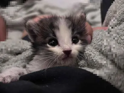 Gato raça SRD-ViraLata idade Abaixo de 2 meses nome Sushi