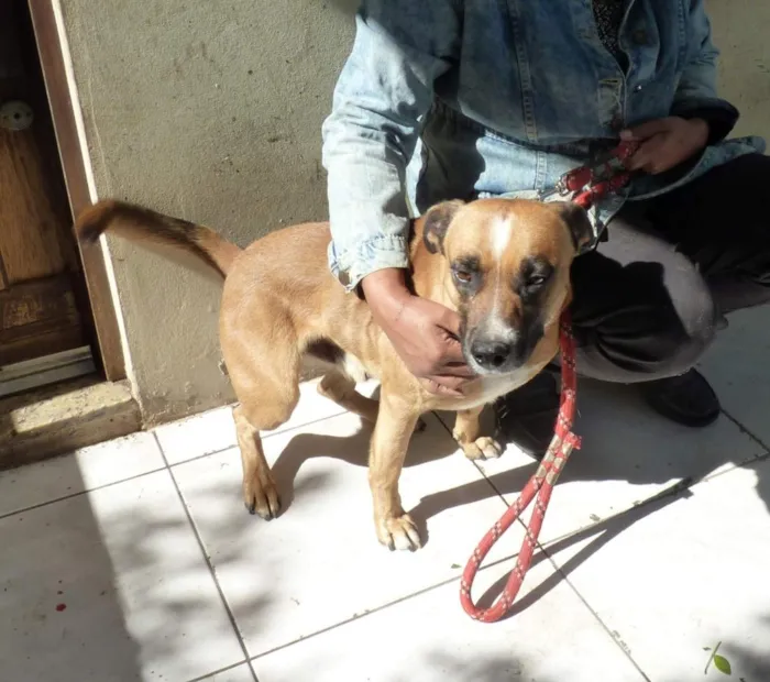 Cachorro raça SRD-ViraLata idade 4 anos nome Zorro