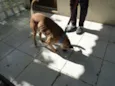 Zorro