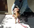 Zorro