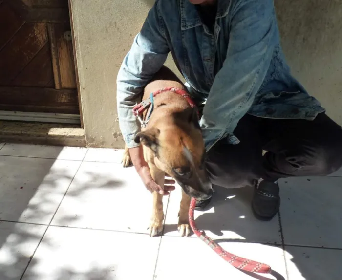 Cachorro raça SRD-ViraLata idade 4 anos nome Zorro