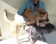 Zorro