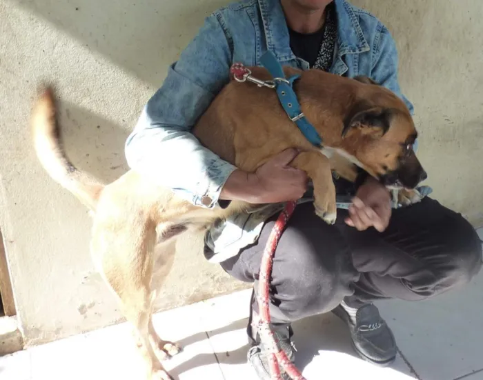 Cachorro raça SRD-ViraLata idade 4 anos nome Zorro
