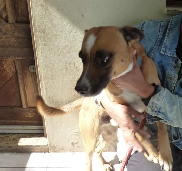 Cachorro raça SRD-ViraLata idade 4 anos nome Zorro