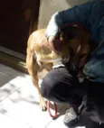 Zorro