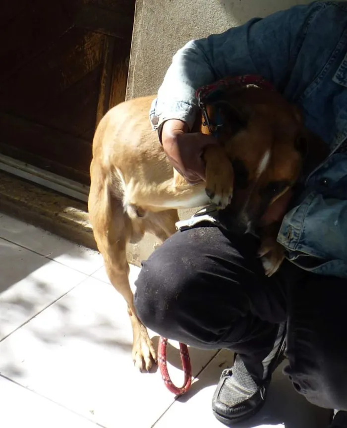Cachorro raça SRD-ViraLata idade 4 anos nome Zorro