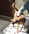 Zorro