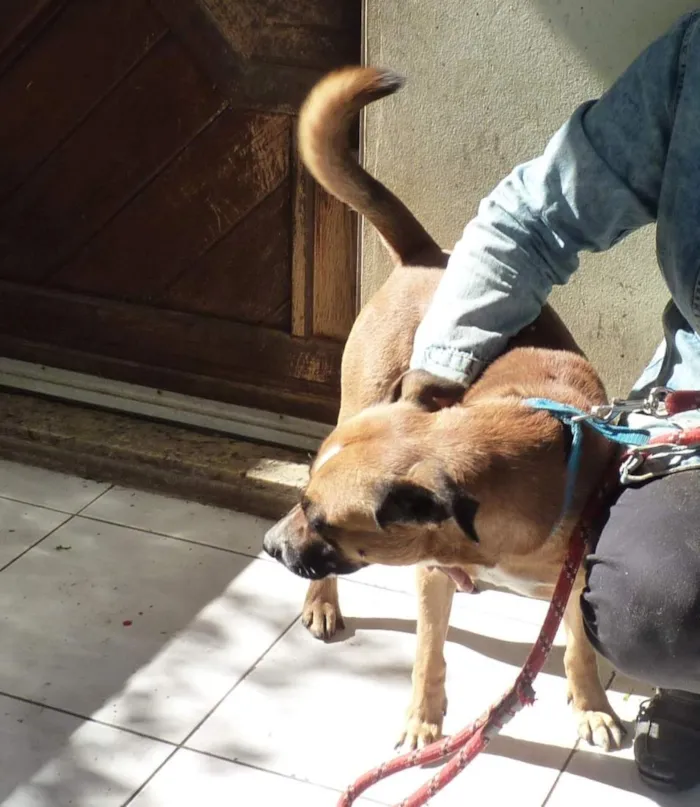 Cachorro raça SRD-ViraLata idade 4 anos nome Zorro