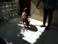 Zorro