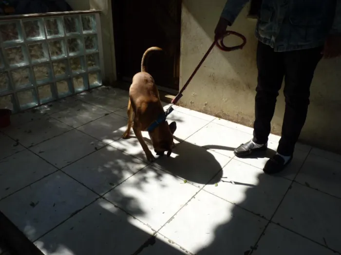 Cachorro raça SRD-ViraLata idade 4 anos nome Zorro
