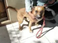 Zorro