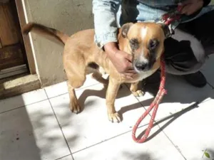 Cachorro raça SRD-ViraLata idade 4 anos nome Zorro
