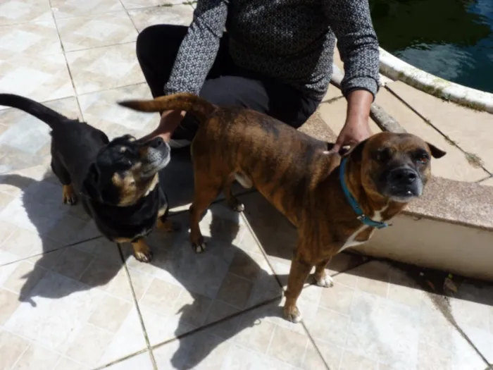 Cachorro raça SRD-ViraLata idade 4 anos nome Tupã e Bidu