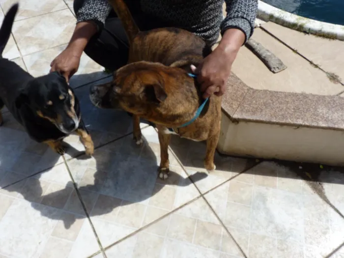 Cachorro raça SRD-ViraLata idade 4 anos nome Tupã e Bidu
