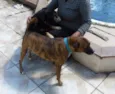 Tupã e Bidu