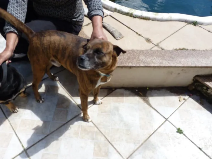 Cachorro raça SRD-ViraLata idade 4 anos nome Tupã e Bidu
