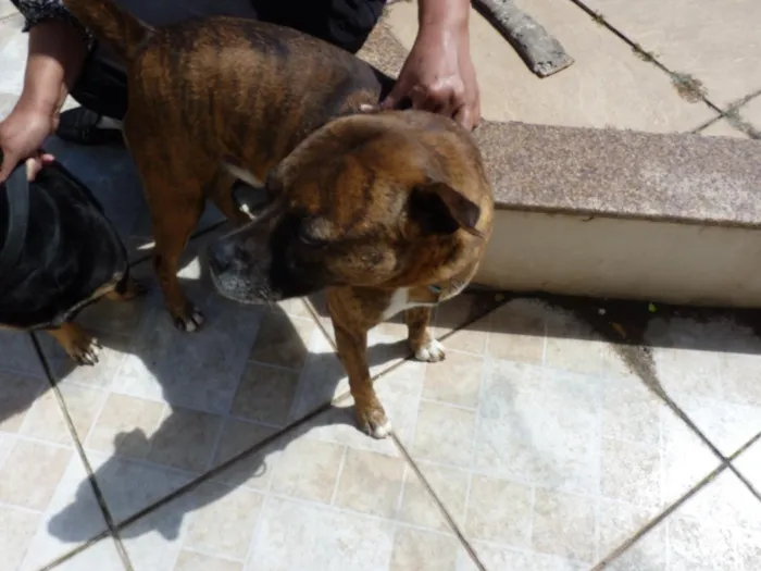 Cachorro raça SRD-ViraLata idade 4 anos nome Tupã e Bidu