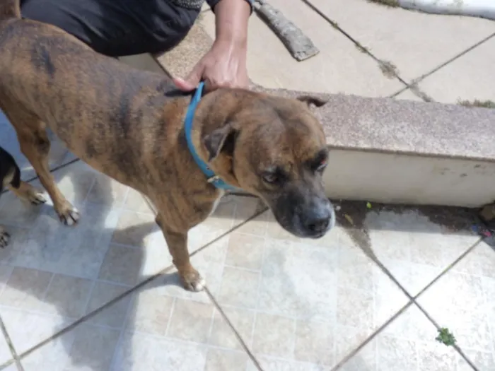 Cachorro raça SRD-ViraLata idade 4 anos nome Tupã e Bidu