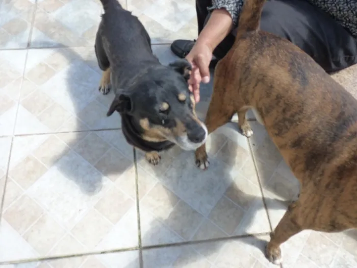 Cachorro raça SRD-ViraLata idade 4 anos nome Tupã e Bidu
